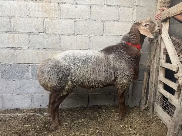 Oveja, Ovejas — Kirguistán