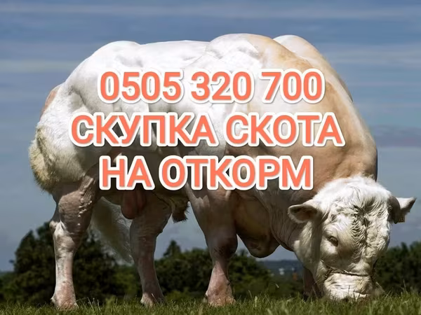 公牛, Cattle — 吉尔吉斯斯坦