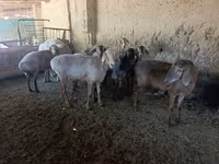 Sheep, Sheep — photo 4