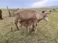 Cow, Cattle — photo 2