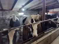 Cow, Holstein breed — photo 1