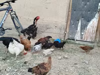 Chickens — Foto 2