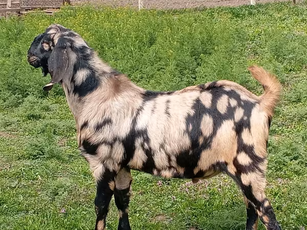 公山羊, Nubian Goat