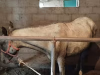 Hengst, Horse breed — Foto 3