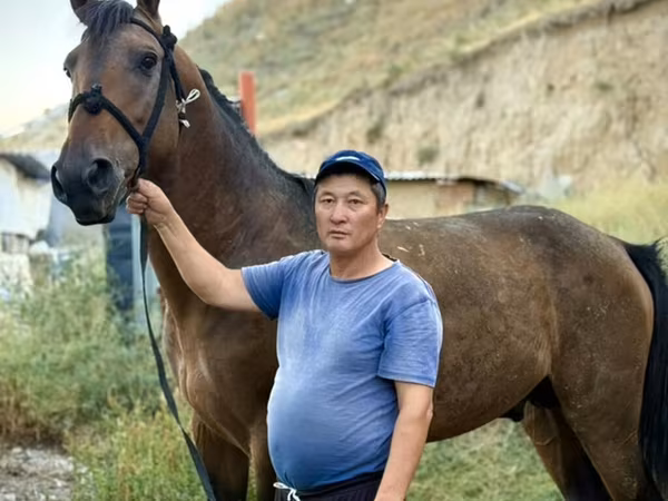 公马, French Trotter — 吉尔吉斯斯坦