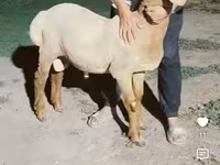 मेढ़ा, Arashan sheep — फ़ोटो 1