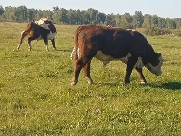 Holstein breed