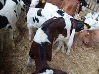 公牛, Cattle — 照片 7