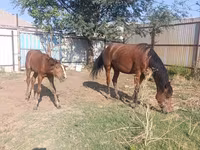 母马, Thoroughbred horse — 照片 8