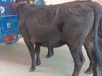 母牛, Aberdeen-Angus — 照片 3