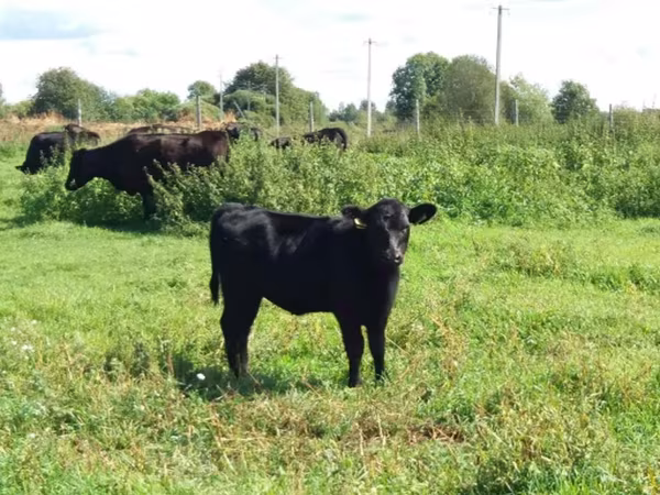 Kuh, Aberdeen-Angus — Russland