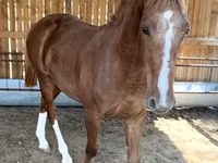 Caballo, Caballos — foto 6