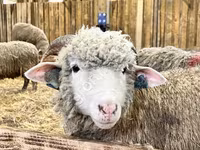 母羊, Kuibyshev sheep — 照片 1