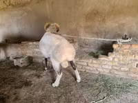 मेढ़ा, Rhon sheep — फ़ोटो 2