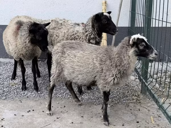 كبش, Hissar sheep — قيرغيزستان