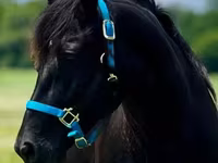 母马, Rocky Mountain Horse — 照片 6