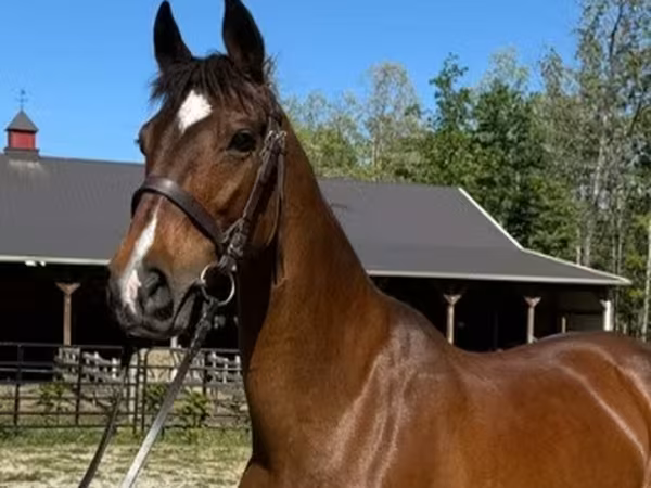 母马, Dutch warmblood horse