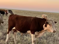 Bull, Cattle — photo 6