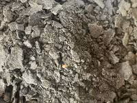 Macuc de floarea soarelui — Foto 2