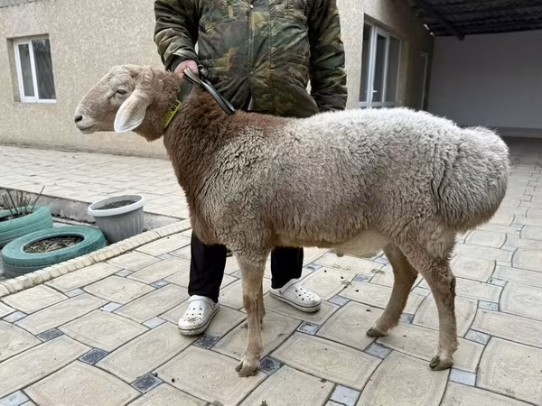 Sheep