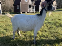 Goat, Goats — photo 4