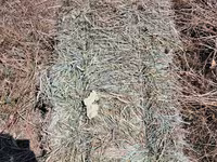 Сено в тюках (пресс-подборщик, стандартный прямоугольный тюк). - — photo 1