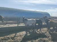 Horse (M), Horse breed — photo 4