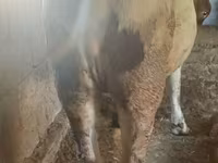 بقرة, الماشية — الصورة 5