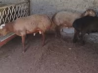 मेढ़ा, Arashan sheep — फ़ोटो 5