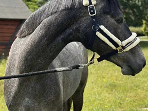母马, Horses