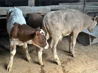 公牛, Holstein breed — 照片 2