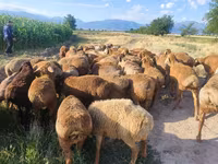 母羊, Sheep — 照片 7