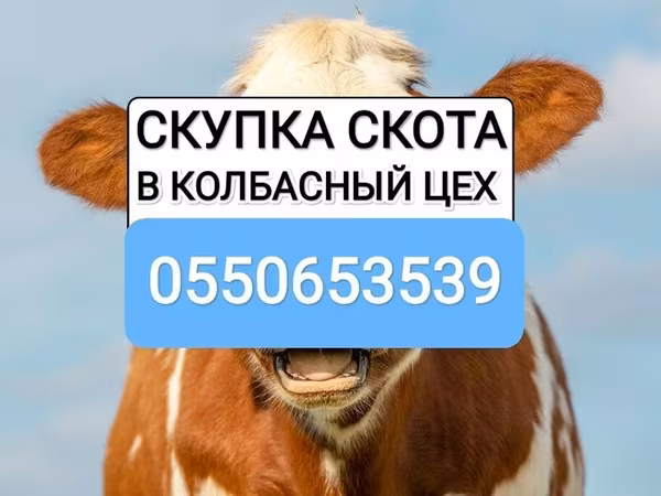 Cattle