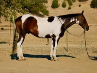 घोड़ा, National Show Horse — फ़ोटो 1