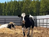 母牛, Holstein breed — 照片 6