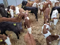 公牛, Cattle — 照片 3
