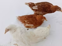 हाइसेक्स — फ़ोटो 2