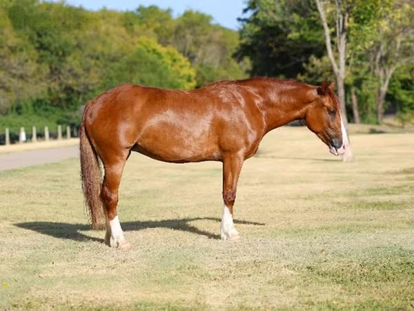 母马, Horses