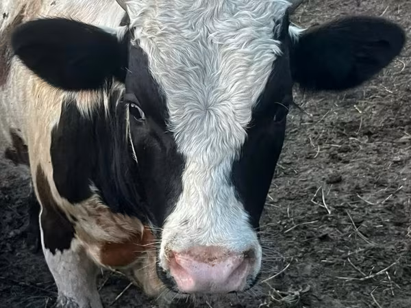 公牛, Cattle