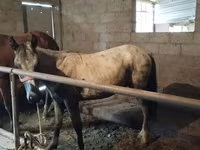 Hengst, Horse breed — Foto 1