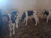 公牛, Cattle — 照片 3