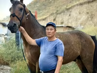 公马, French Trotter — 照片 1