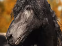 公马, Friesian — 照片 1