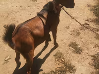Ziegenbock, Nubian Goat — Foto 2