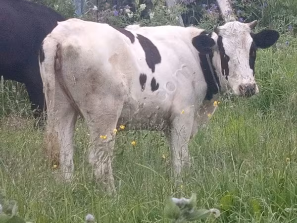 公牛, Holstein breed — 俄罗斯