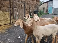 Schaf, Arashan sheep — Foto 6
