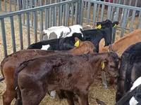 公牛, Cattle — 照片 2