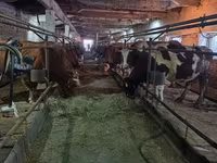 Cow, Cattle — photo 8