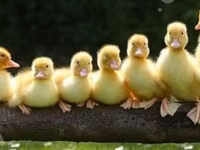 Ducks — फ़ोटो 1