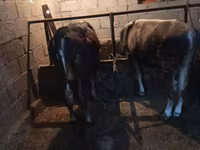 ثور, الماشية — الصورة 2
